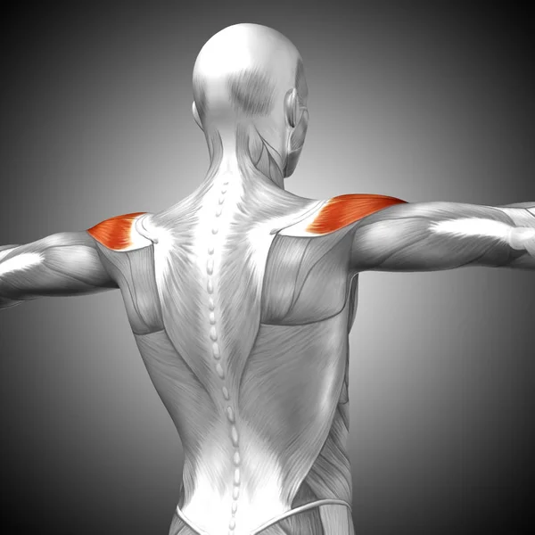 Anatomia della schiena umana — Foto Stock