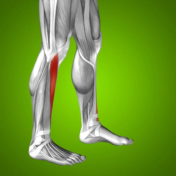 Insan alt bacaklar anatomisi — Stok fotoğraf