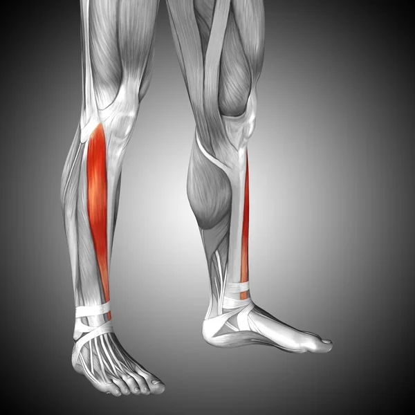 human lower legs anatomy