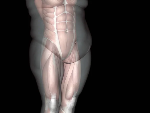 3D çizim şişman kilolu vs ince — Stok fotoğraf
