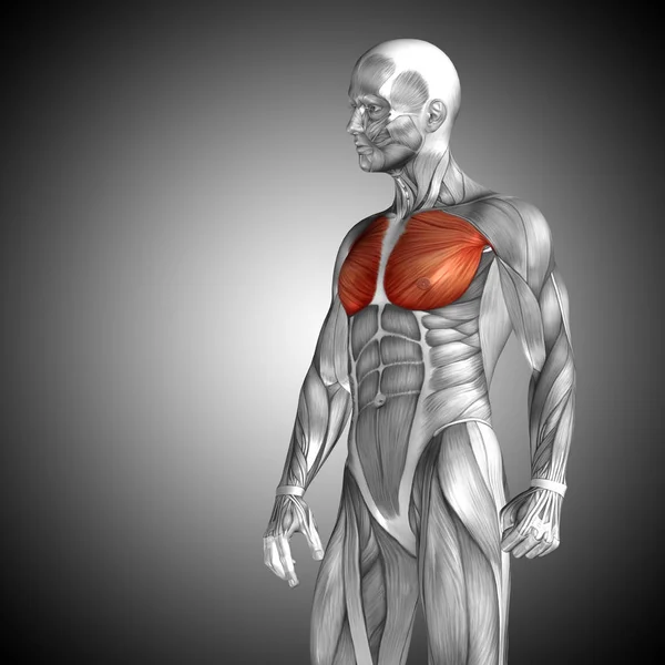 Anatomia człowieka klatki piersiowej — Zdjęcie stockowe