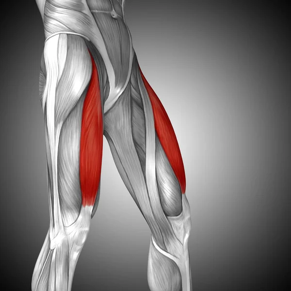 human upper legs anatomy
