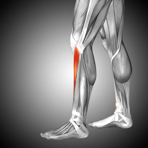 Anatomia humana das pernas inferiores — Fotografia de Stock