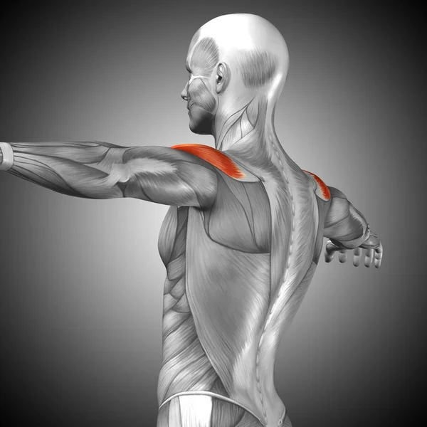 Анатомия спины человека — стоковое фото