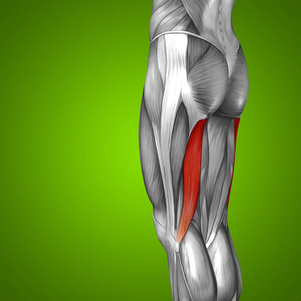 анатомия верхних ног человека
 