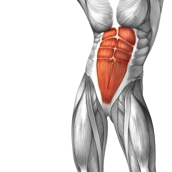 人类腹膜解剖 — 图库照片