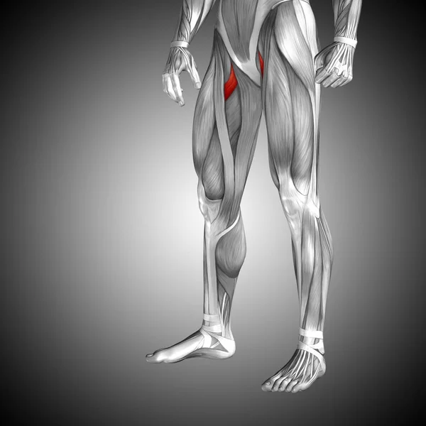 Anatomia człowieka górnej nogi — Zdjęcie stockowe