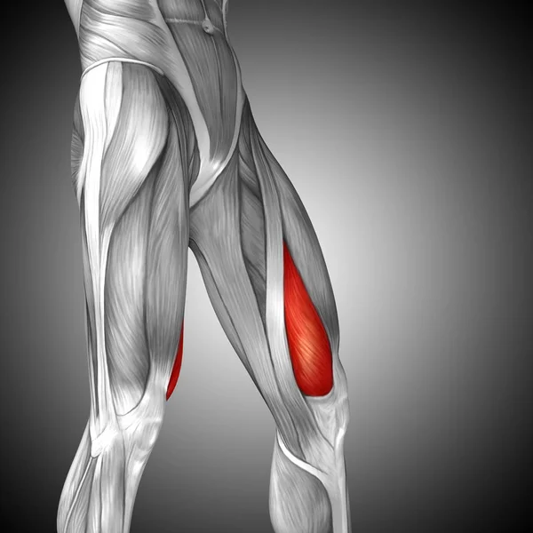 human upper legs anatomy