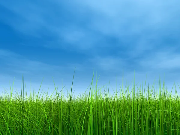 Taze ve doğal çim sahası