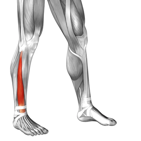 Insan alt bacaklar anatomisi — Stok fotoğraf