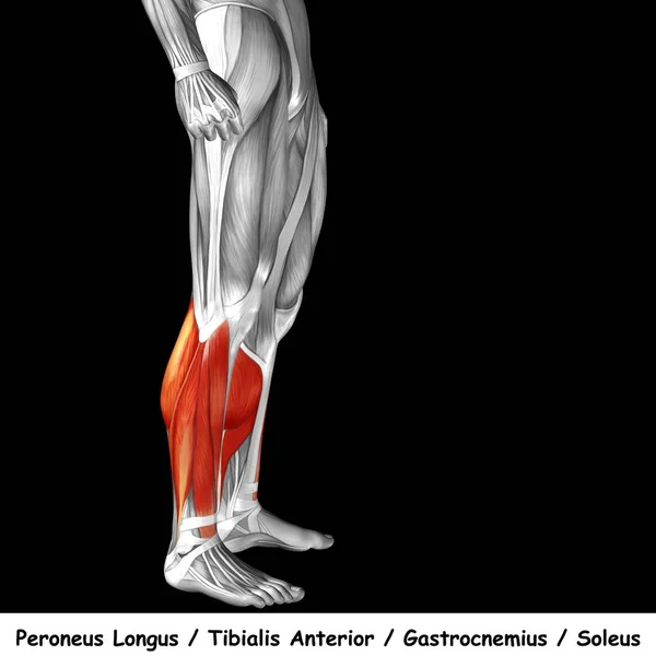 Анатомія нижніх ніг людини — стокове фото