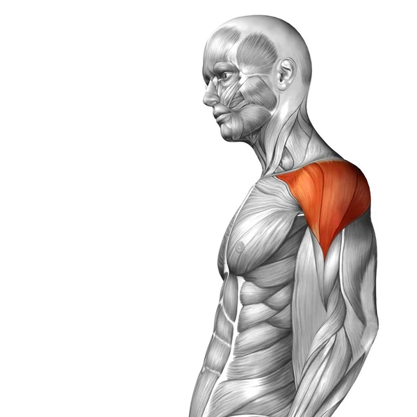 human chest anatomy