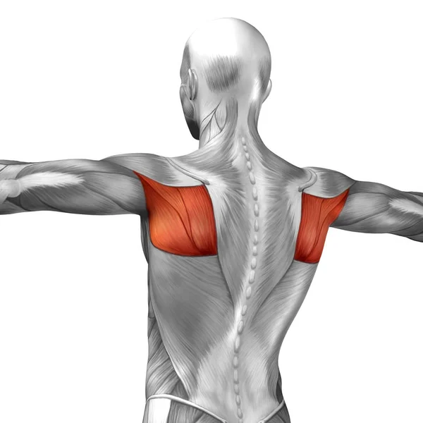 Anatomia della schiena umana — Foto Stock