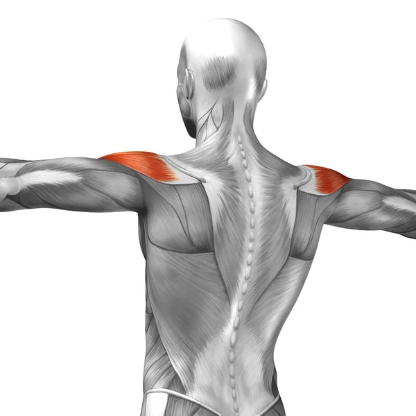 人体背部解剖学 — 图库照片