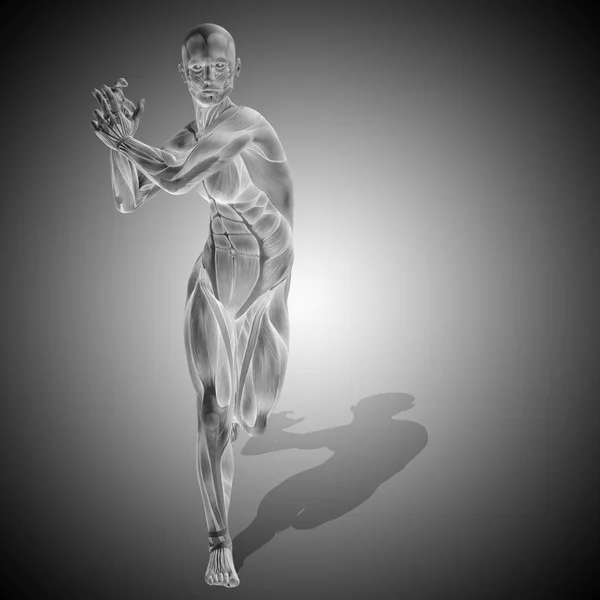 Anatomia silnego męskiego ciała — Zdjęcie stockowe
