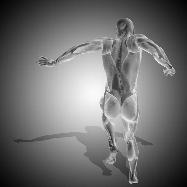 Silné mužské tělo anatomie — Stock fotografie