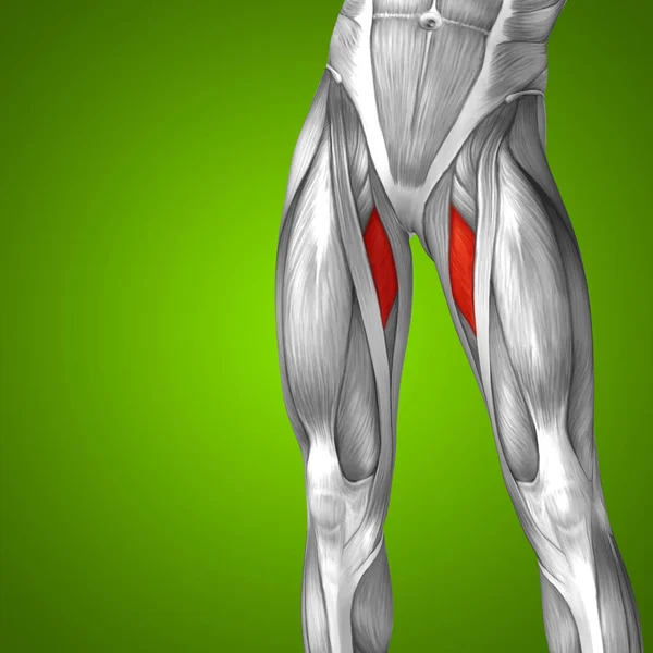 Menselijke bovenbenen anatomie — Stockfoto