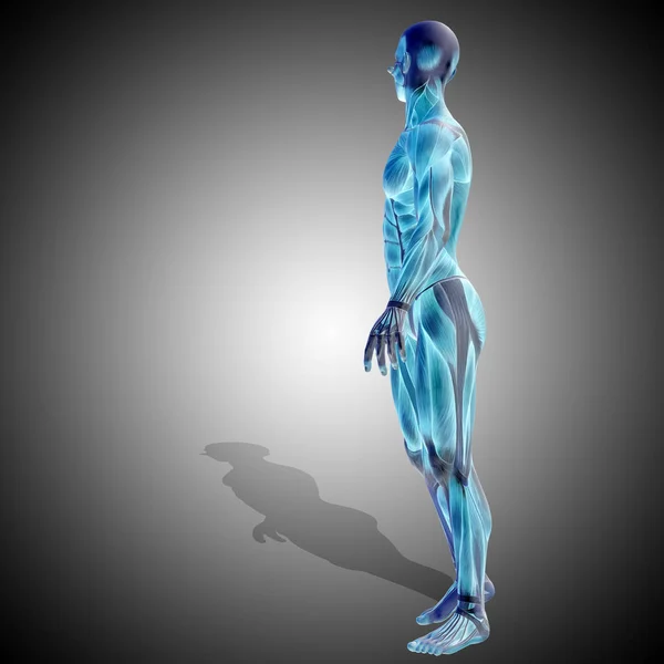 Anatomia do corpo masculino forte — Fotografia de Stock