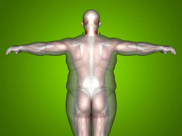 Illustrazione 3D grasso sovrappeso vs sottile — Foto Stock