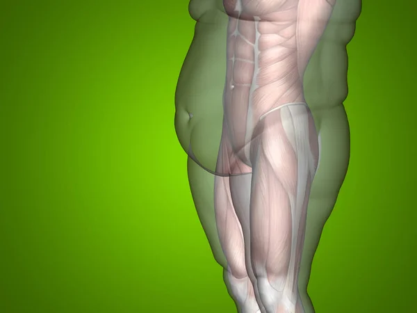 3D illustration fat overweight vs slim — Stock Photo, Image