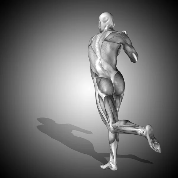 强壮的男性身体解剖 — 图库照片
