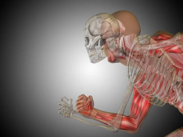 Ανθρώπινο τρέξιμο μοντέλο ανατομίας — Φωτογραφία Αρχείου