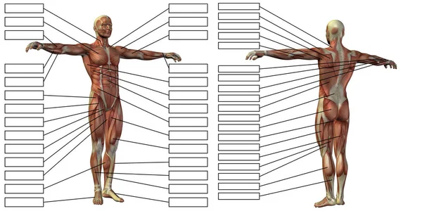 3D ανατομία του ανθρώπου ο άνθρωπος — Φωτογραφία Αρχείου