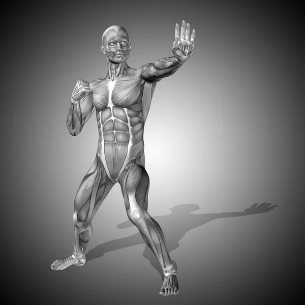 Сильна чоловіча анатомія тіла — стокове фото