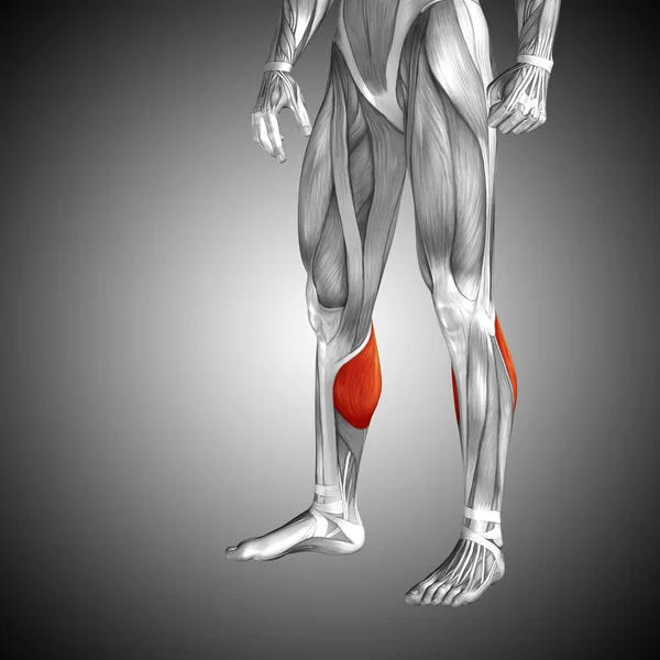 human lower legs anatomy