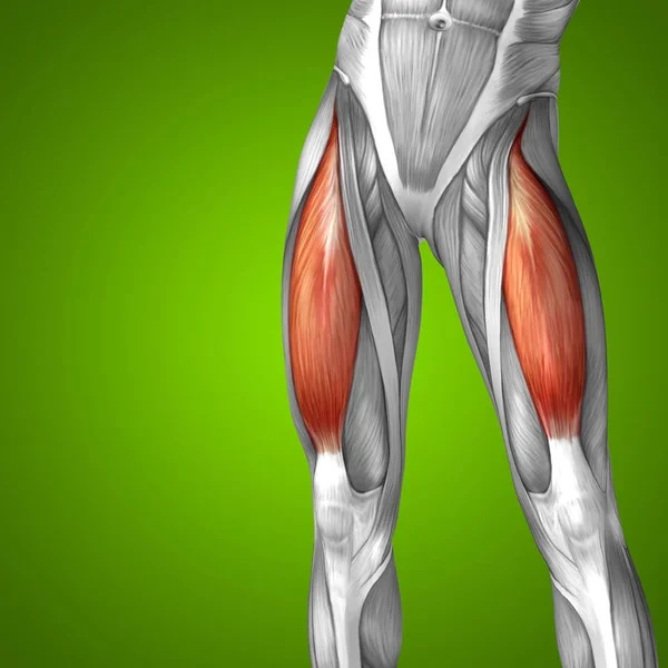 Insan üst bacaklar anatomisi — Stok fotoğraf