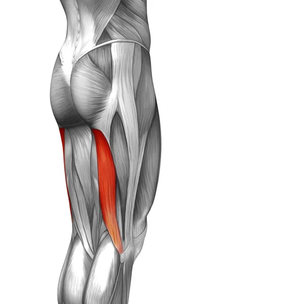 Anatomia człowieka górnej nogi — Zdjęcie stockowe