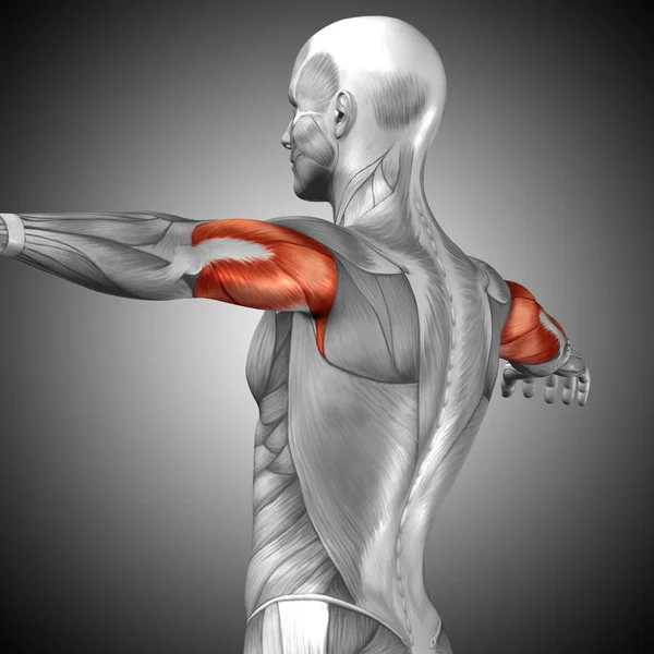 Анатомия мышц трицепса человека — стоковое фото