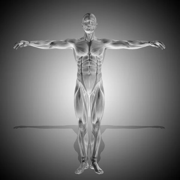 Forte anatomia del corpo maschile — Foto Stock