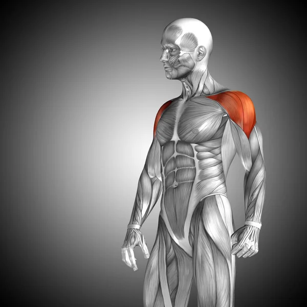 人的胸部解剖 — 图库照片