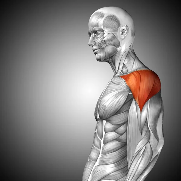 Anatomie der menschlichen Brust — Stockfoto