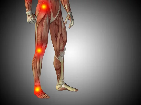 Anatomia człowieka niższe ciała — Zdjęcie stockowe