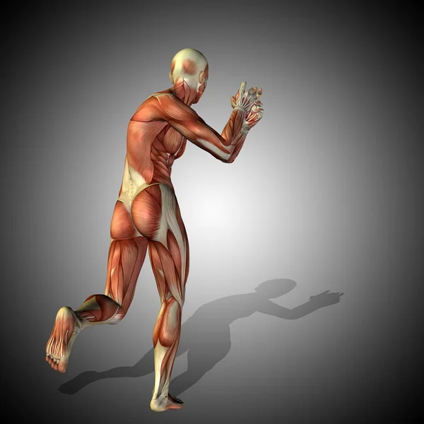 Anatomie du corps masculin forte — Photo