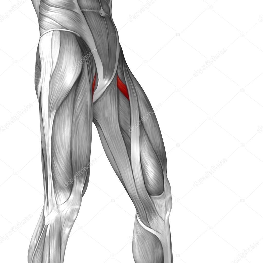 human upper legs anatomy 
