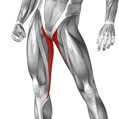 insan üst bacaklar anatomisi 