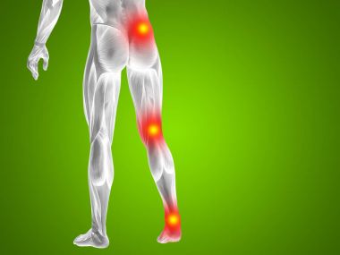 insan daha düşük vücut anatomisi