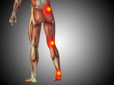 insan daha düşük vücut anatomisi