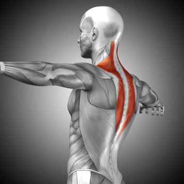 insan arka anatomisi