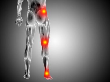 insan daha düşük vücut anatomisi