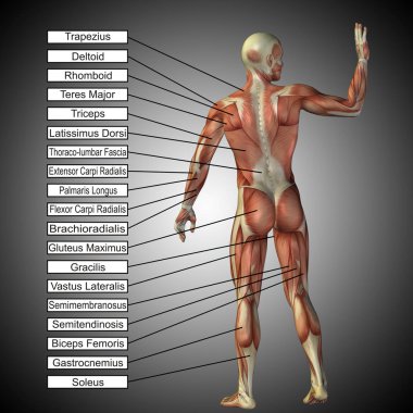  erkek ya da insan anatomisi