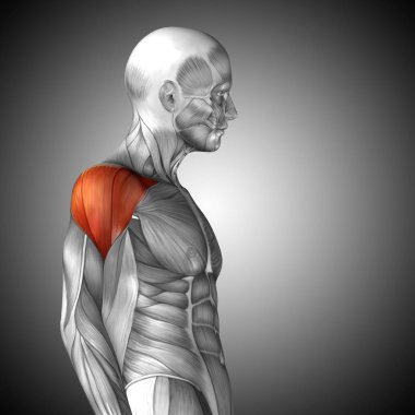 insan göğüs anatomisi