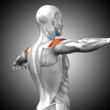 insan arka anatomisi