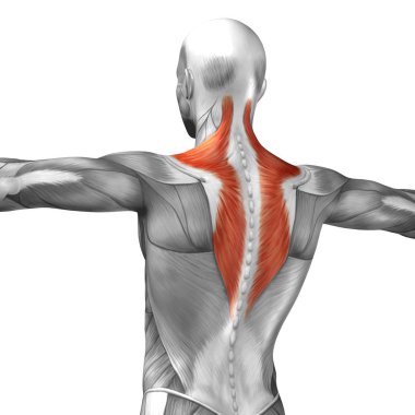 insan arka anatomisi