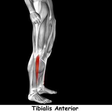 insan alt bacaklar anatomisi 