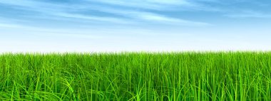 Taze ve doğal çim sahası