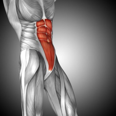insan göğüs anatomisi